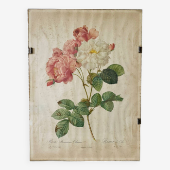 Lithographie botanique rose rosier Pierre Joseph Redouté