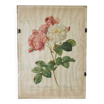 Rose rose botanical lithograph Pierre Joseph Redouté