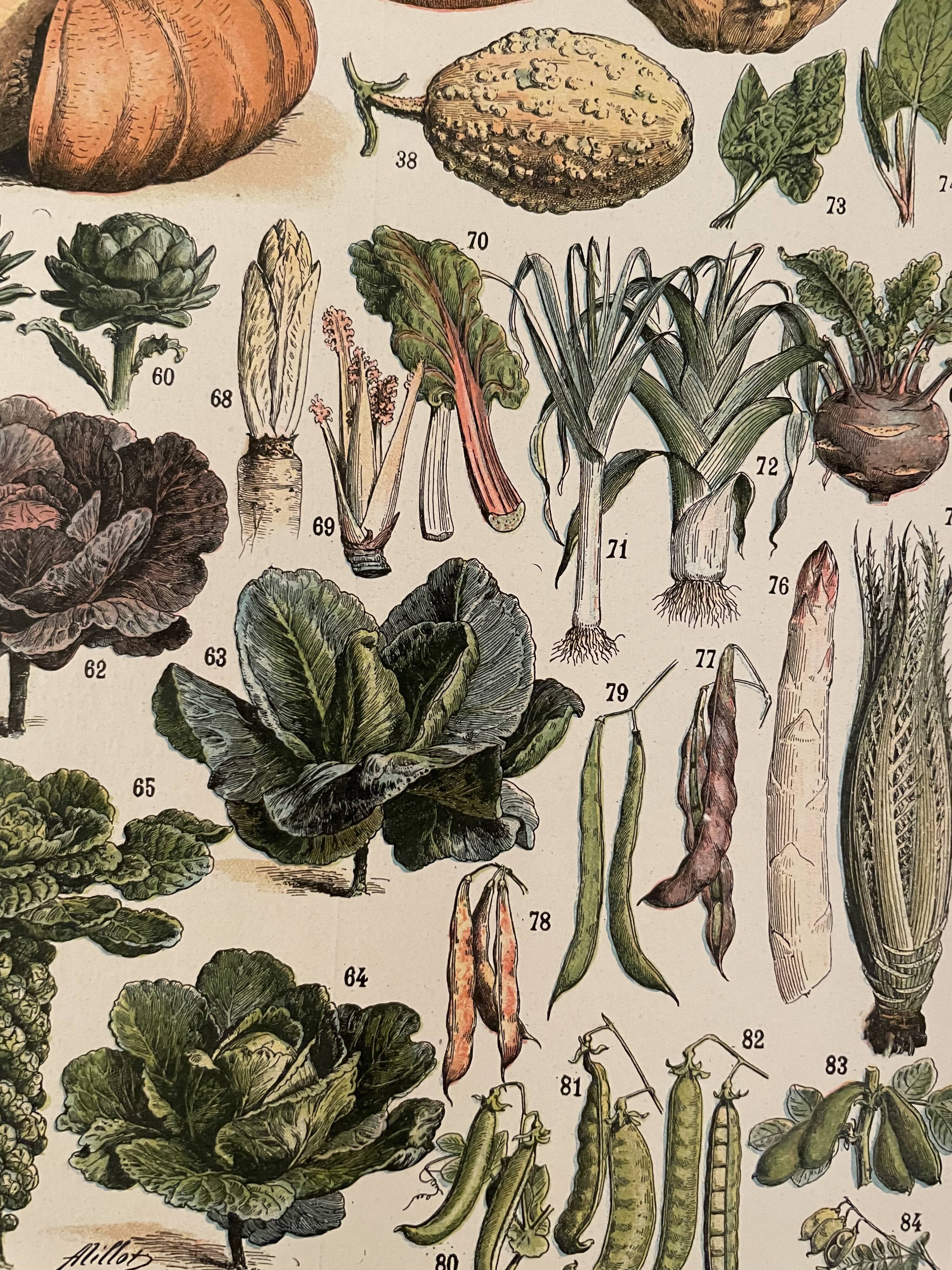 Lithograph engraving on vegetables and vegetable plants from 1897