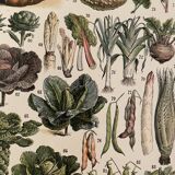 Lithograph engraving on vegetables and vegetable plants from 1897
