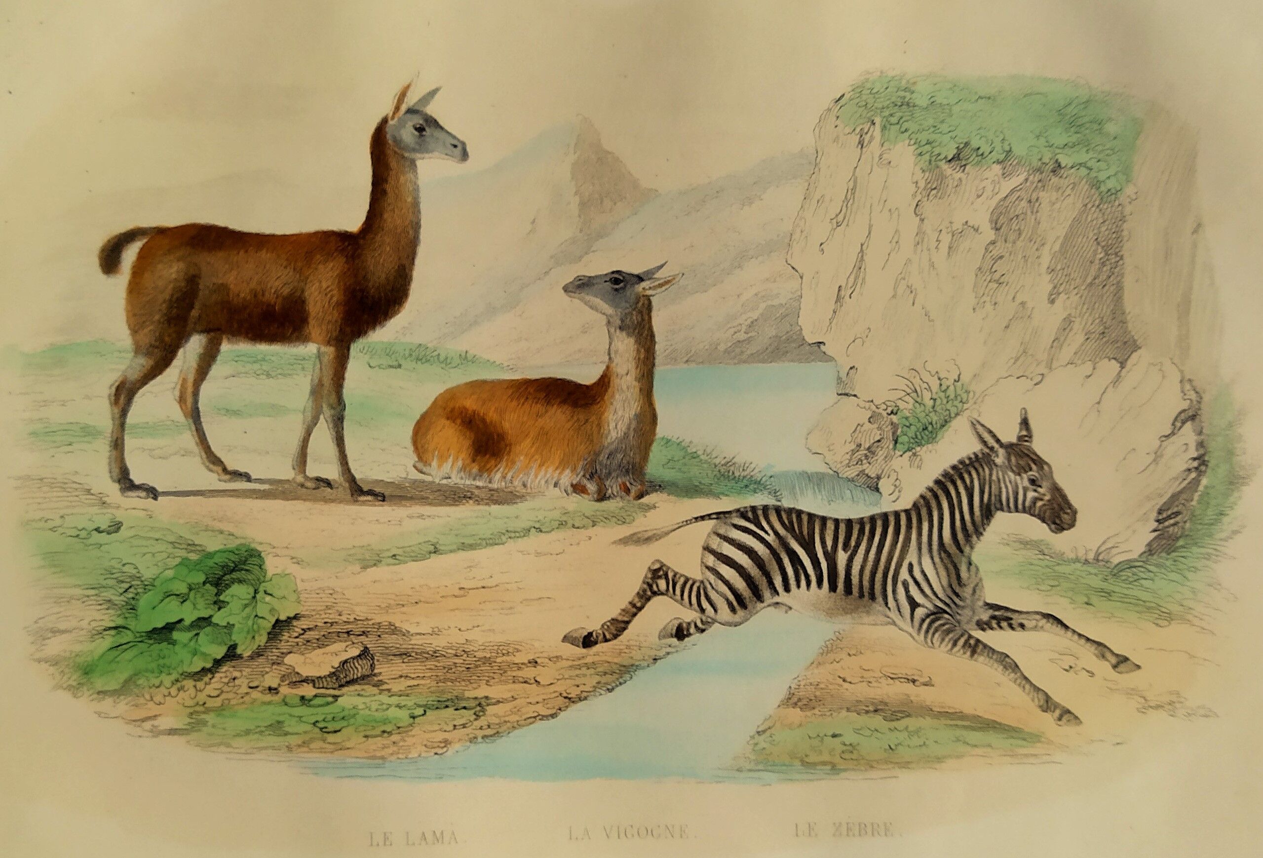 Original zoological plank "Lama - Vigogne - Zebra" Buffon 1848