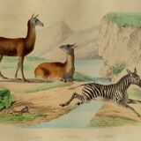 Original zoological plank "Lama - Vigogne - Zebra" Buffon 1848