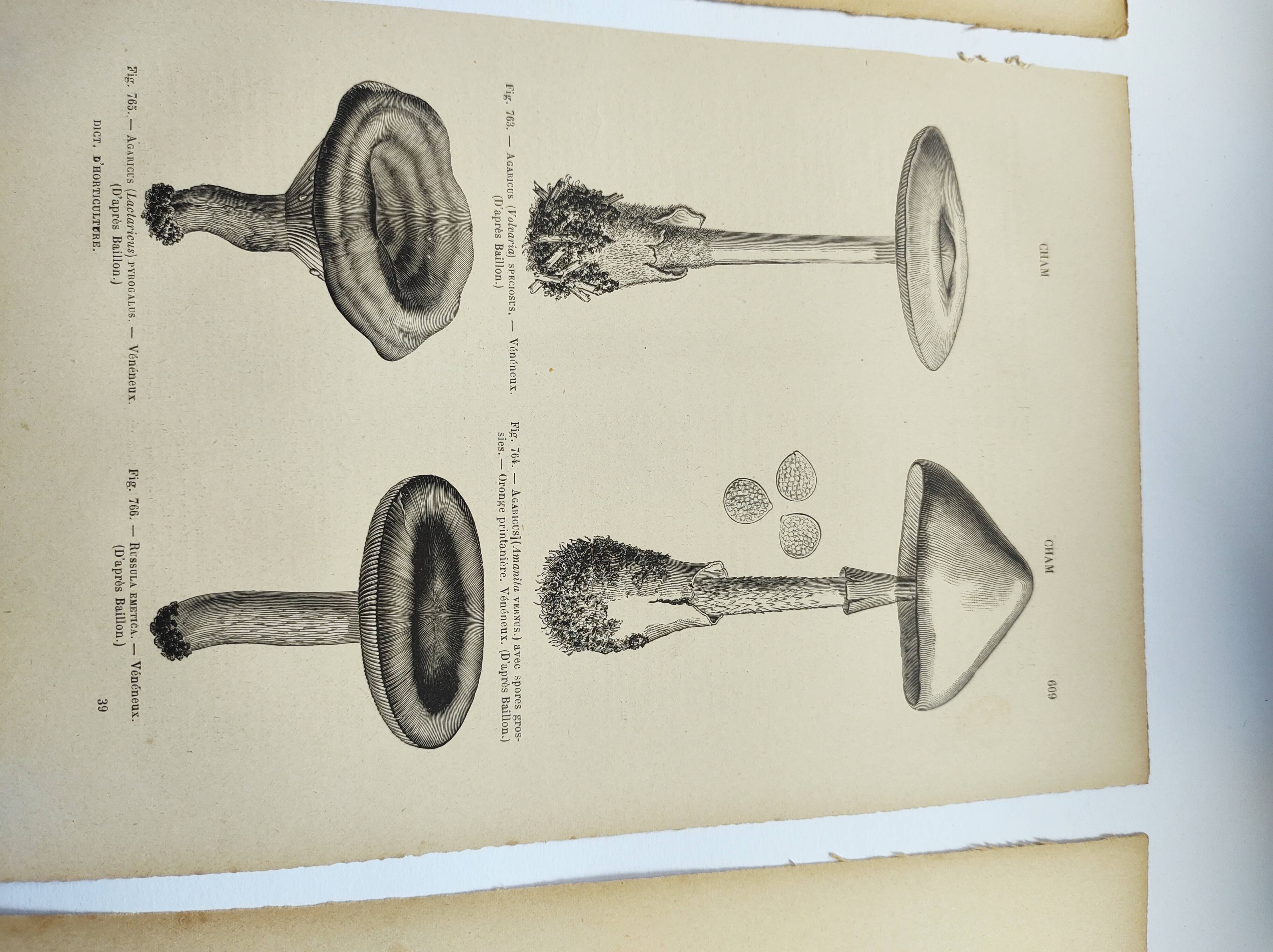 Botanical engravings from 1897 - 3 Mushroom Plates - Old original plates including Cep