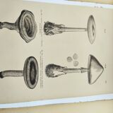 Gravures botaniques de 1897 - 3 Planches Champignons - Planches originales ancienne dont Cèpe