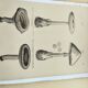 Botanical engravings from 1897 - 3 Mushroom Plates - Old original plates including Cep