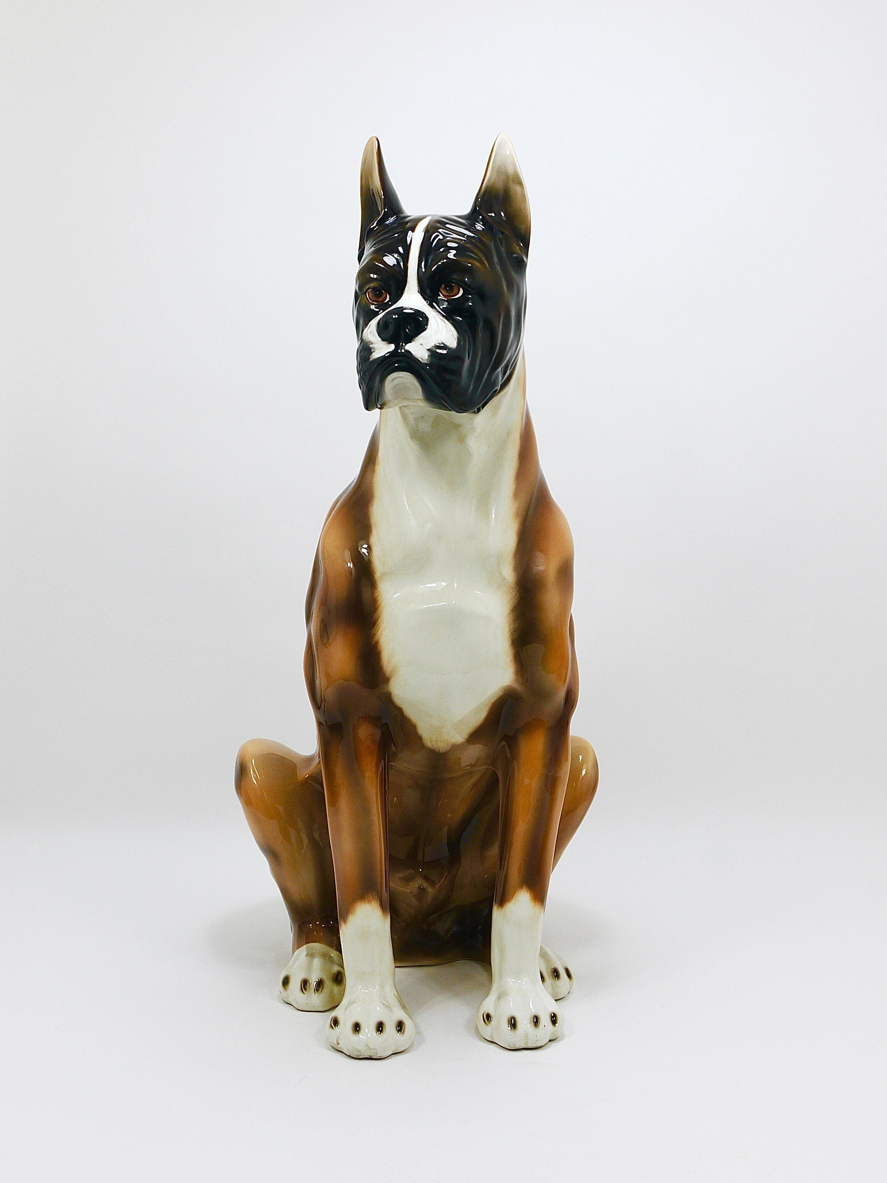 Life-size boxer dog statue in majolica, glazed ceramic, Italy, 1970s.