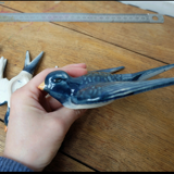 Swallows