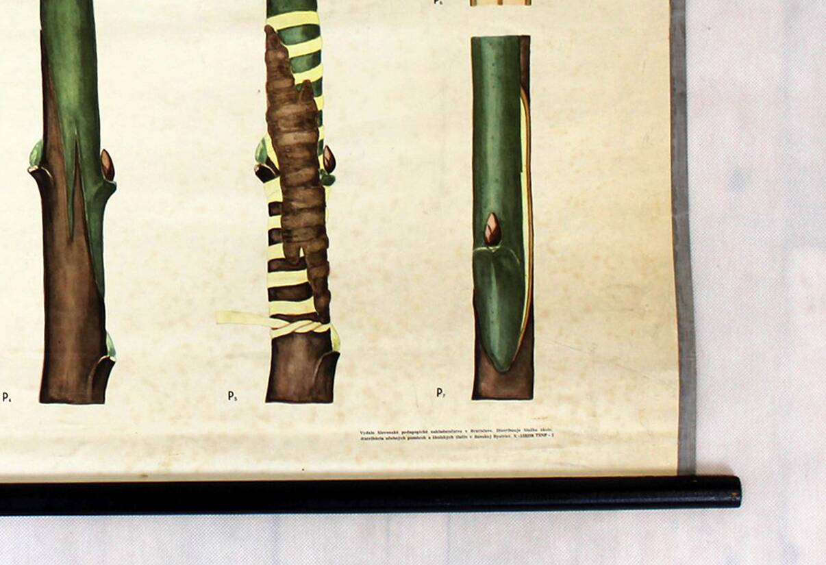 Vintage School Botanical Posters, 1950s, Set of 3