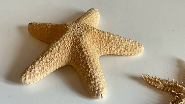 Vintage starfish