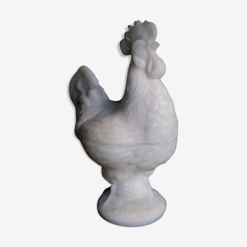 Opaline fair rooster