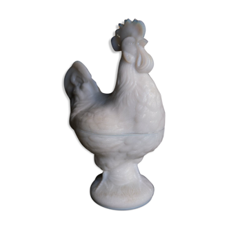 Opaline fair rooster