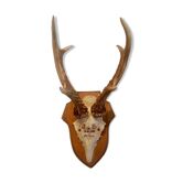 Trophée de chasse 1958