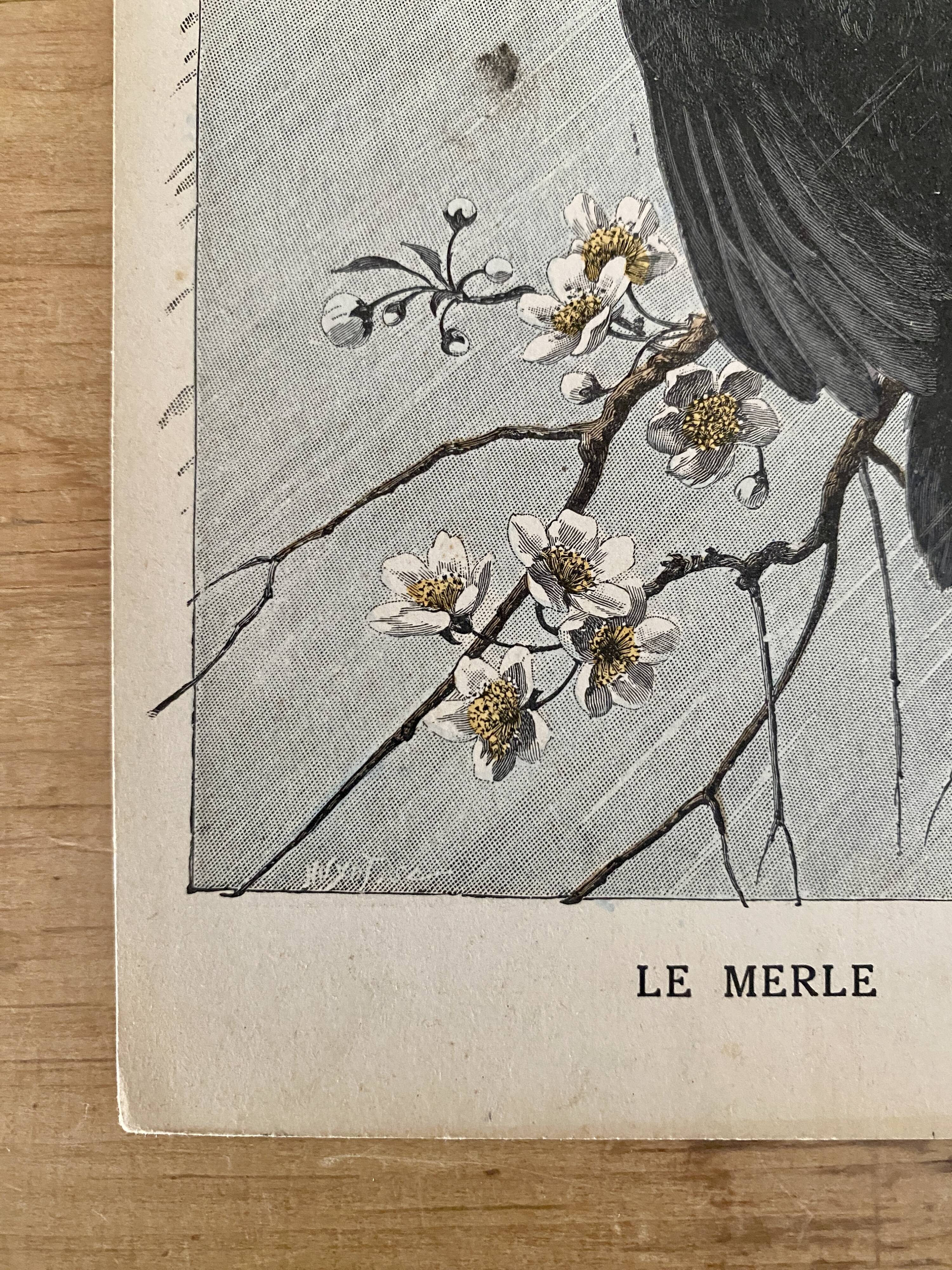 Old engraving of a bird - giacomelli and huyot - le merle -