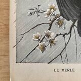 Ancienne gravure d'oiseau - Giacomelli et Huyot - LE MERLE -