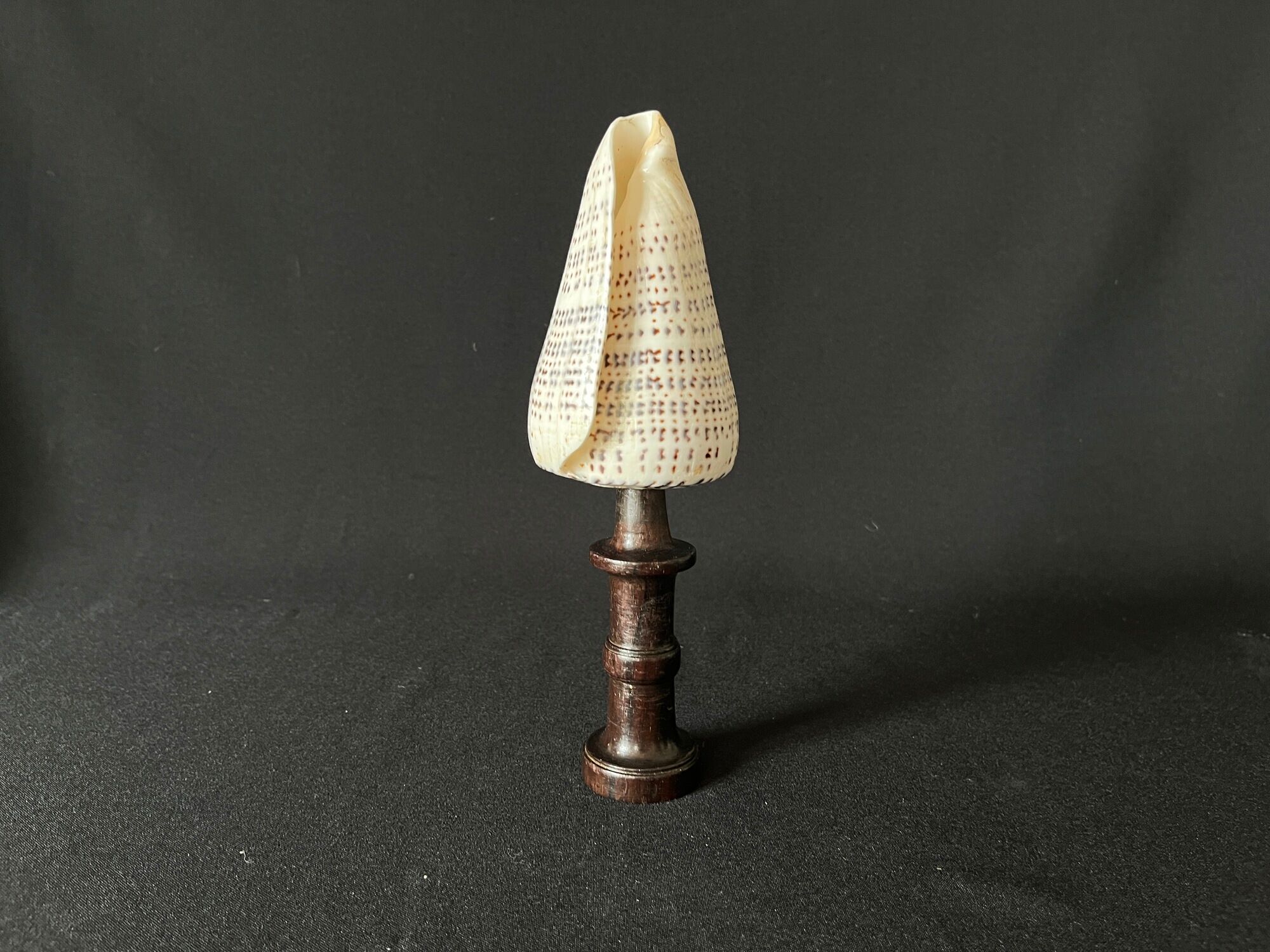 Shell Conus Litteratus on blackened turned wooden base old cabinet of curiosities