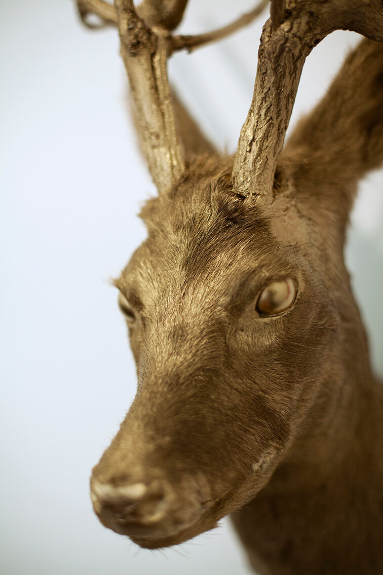 Trophy bust head chevreuil deer taxidermy gold gold