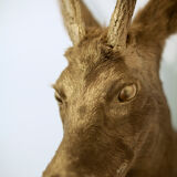 Trophy bust head chevreuil deer taxidermy gold gold