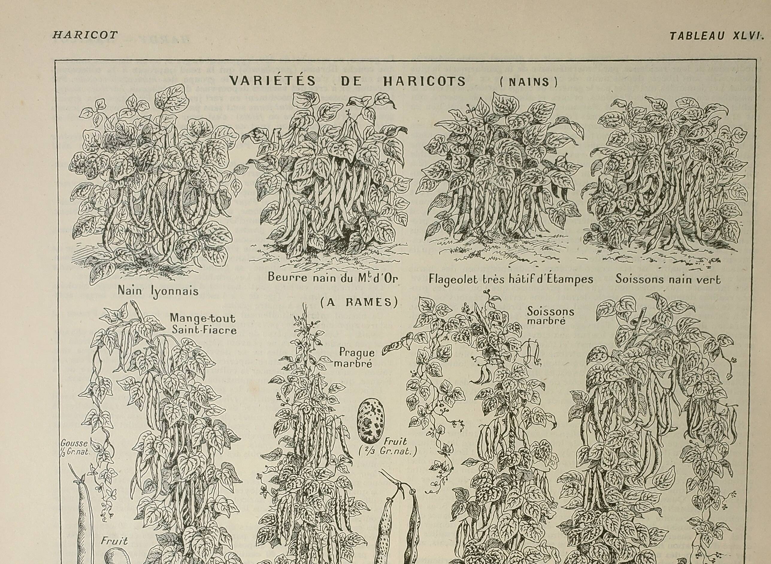 Old engraving 1922, Beans, varieties, soup, vegetables, farm • Lithograph, original illustration