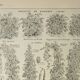 Old engraving 1922, Beans, varieties, soup, vegetables, farm • Lithograph, original illustration