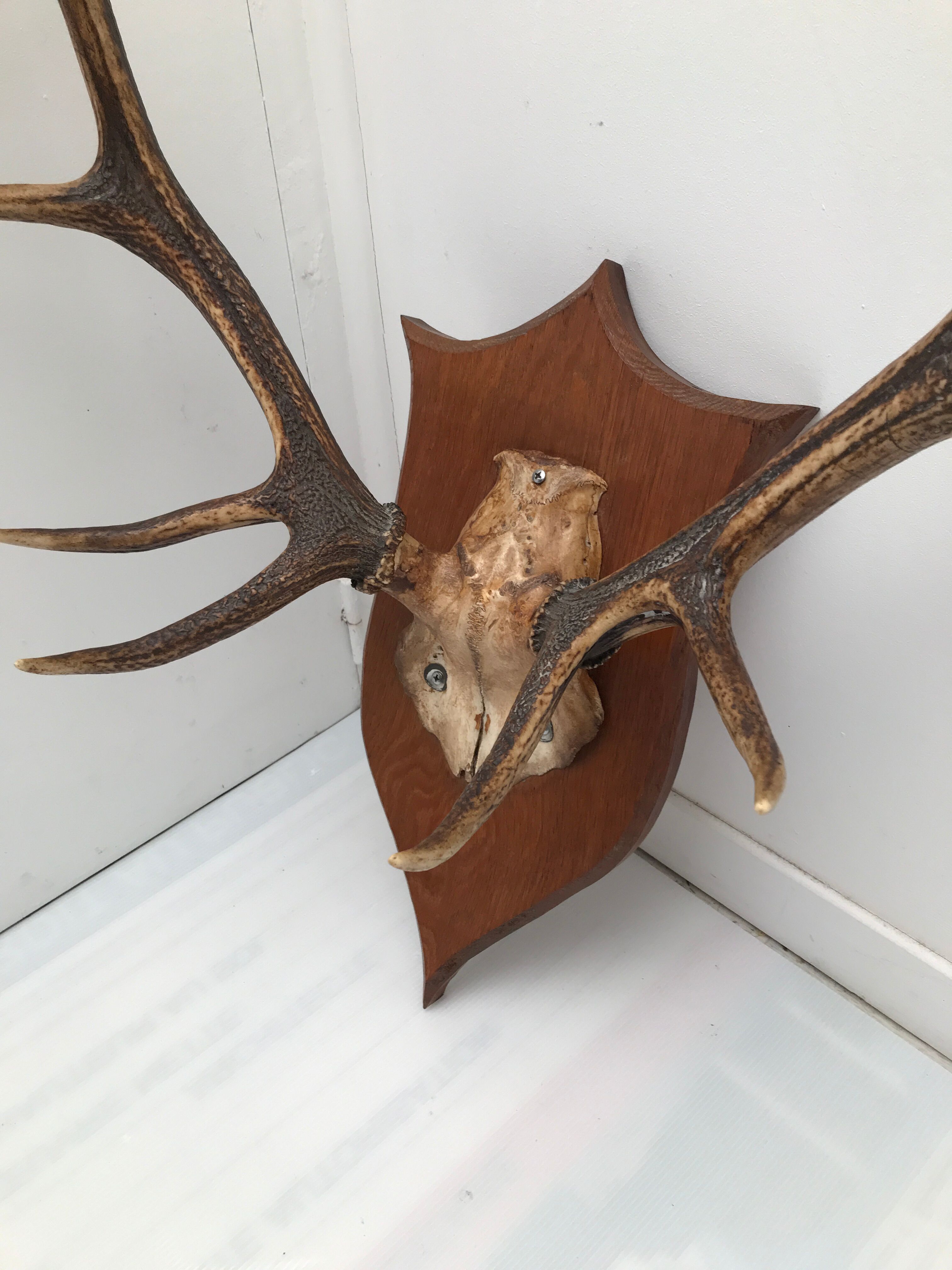 Deer trophy on wooden base 1960