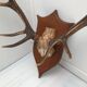 Deer trophy on wooden base 1960