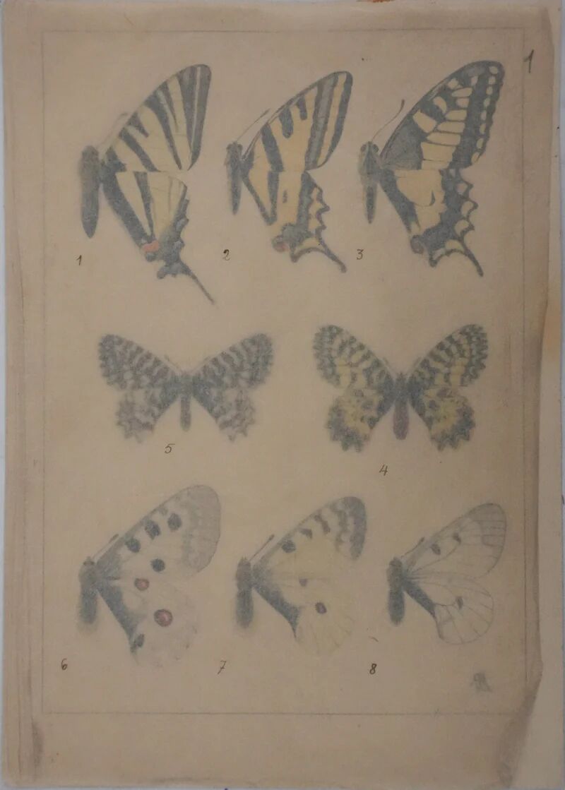 Roger metaye: yellow, black and white butterflies, original signed watercolour.