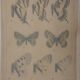 Roger metaye: yellow, black and white butterflies, original signed watercolour.