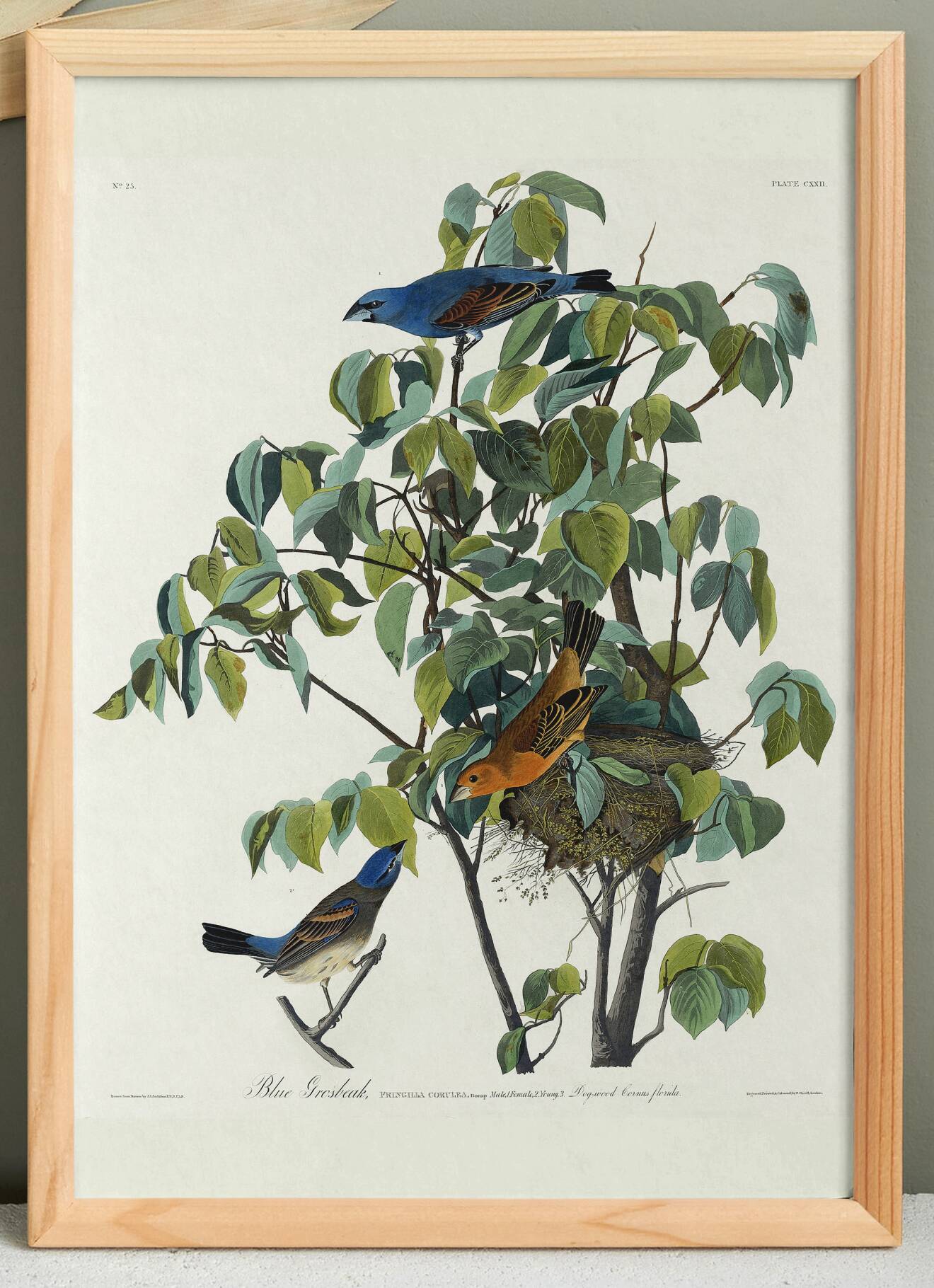 Poster about the Blue Grosbeak, based on an old engraving from 1827.
