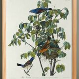 Poster about the Blue Grosbeak, based on an old engraving from 1827.