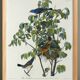 Poster about the Blue Grosbeak, based on an old engraving from 1827.