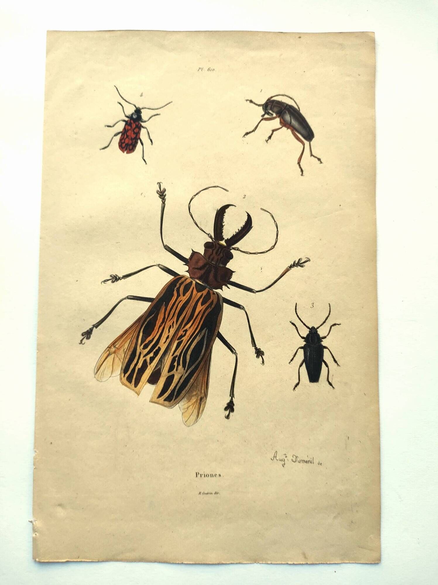 Antique engraving from 1839 - Priones Insects - Hand-colored plate