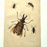 Gravure ancienne de 1839 -Insectes Priones - Planche coloriée à la main