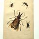 Antique engraving from 1839 - Priones Insects - Hand-colored plate