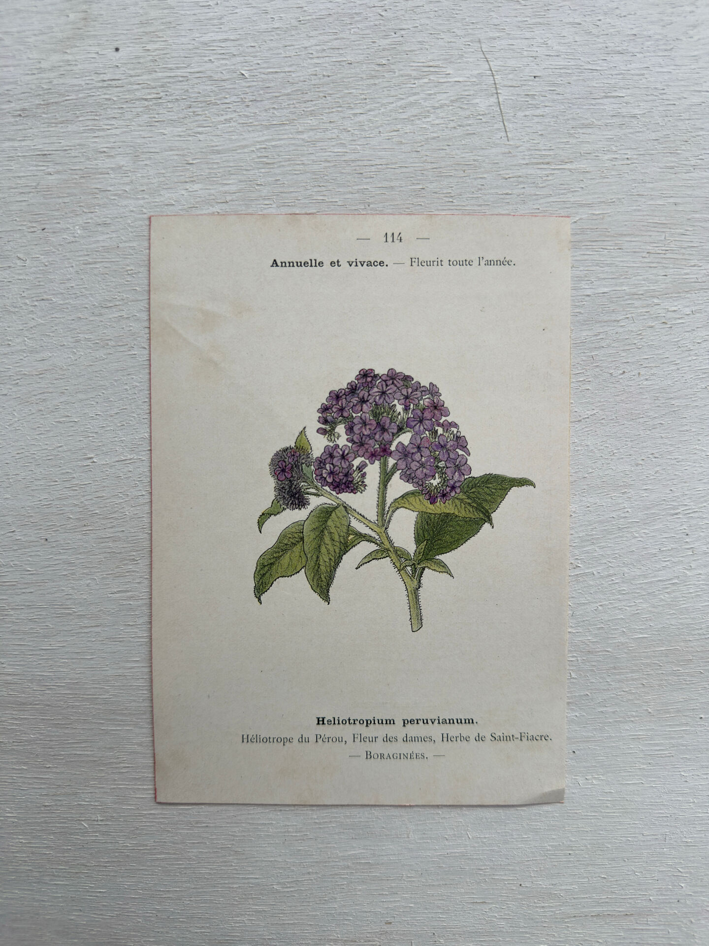 Botanical Plate 1800 Old Naturalist Engraving 19th Century Double-Sided