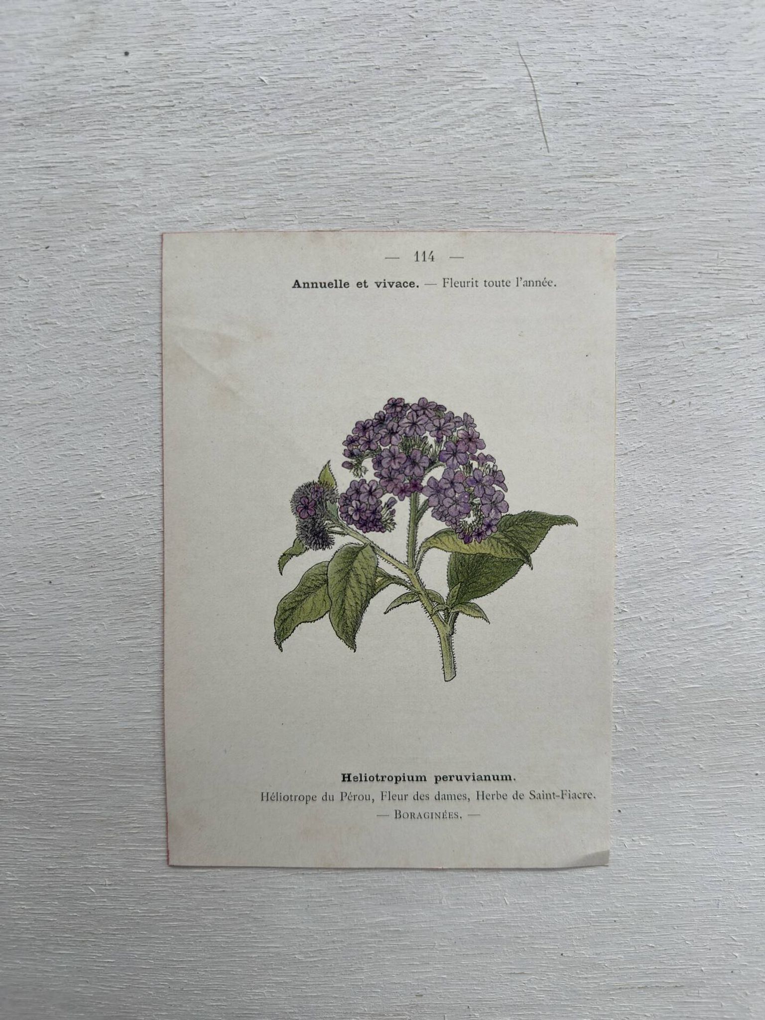 Planche Botanique 1800 Gravure naturaliste ancienne 19eme recto verso