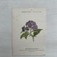 Botanical Plate 1800 Old Naturalist Engraving 19th Century Double-Sided