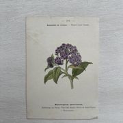 Planche Botanique 1800 Gravure naturaliste ancienne 19eme recto verso