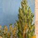 Vintage landscape watercolor