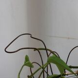 Salad basket