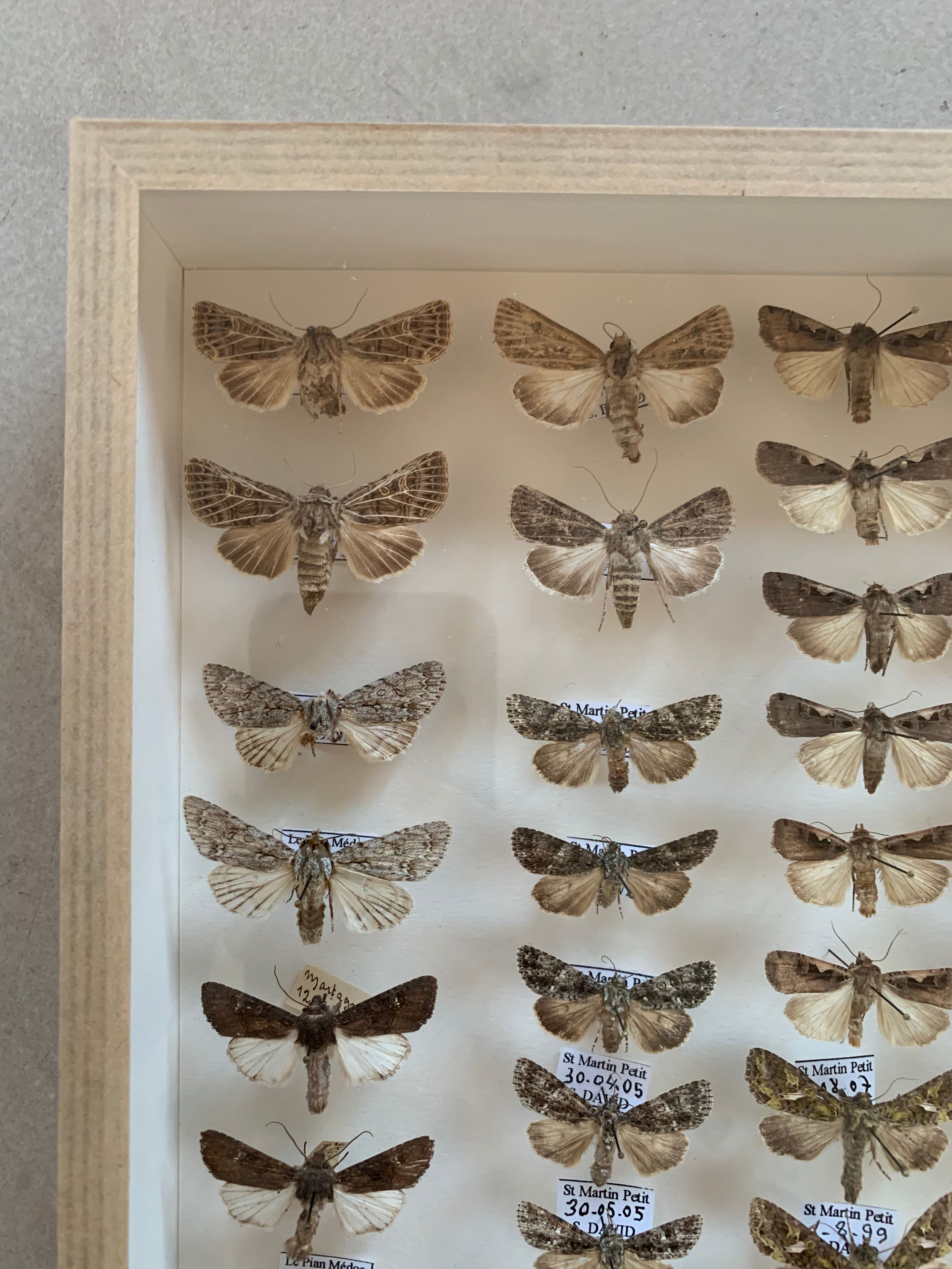 Butterfly frame stuffed under glass
