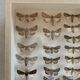Butterfly frame stuffed under glass