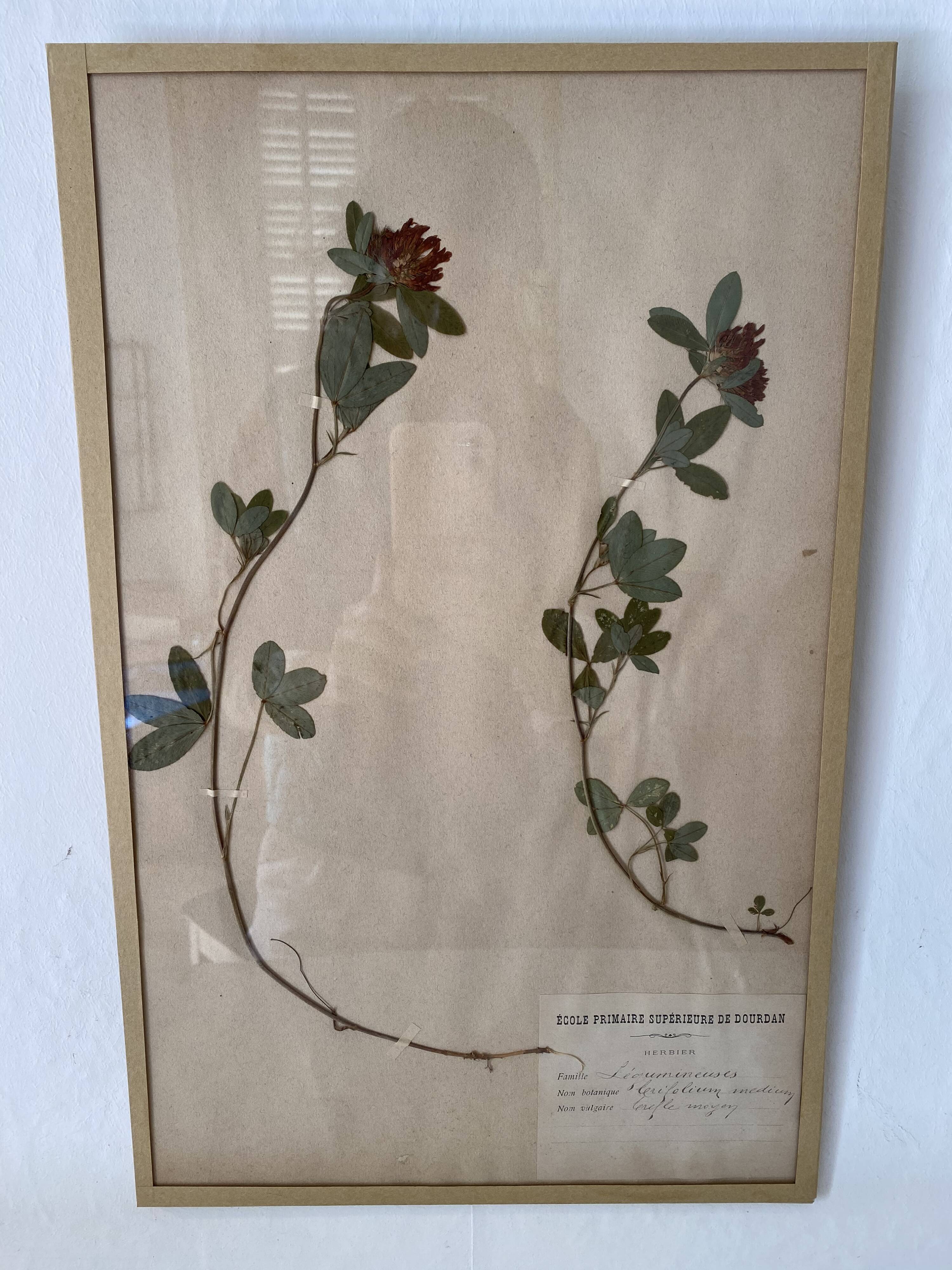 Framed herbarium boards, 1900s