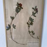 Framed herbarium boards, 1900s