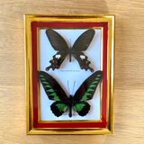 Naturalized butterfly frame