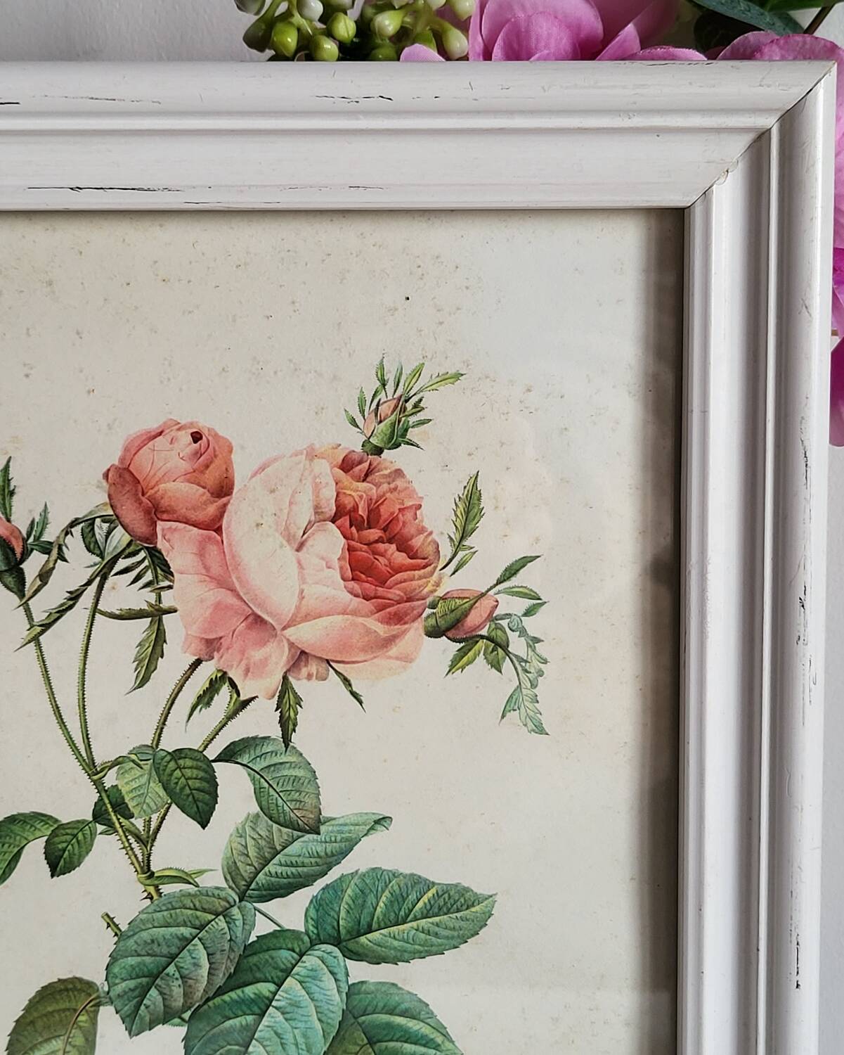 PJ Redouté - illustration botanique - Rosier à cent feuilles, Imp de R