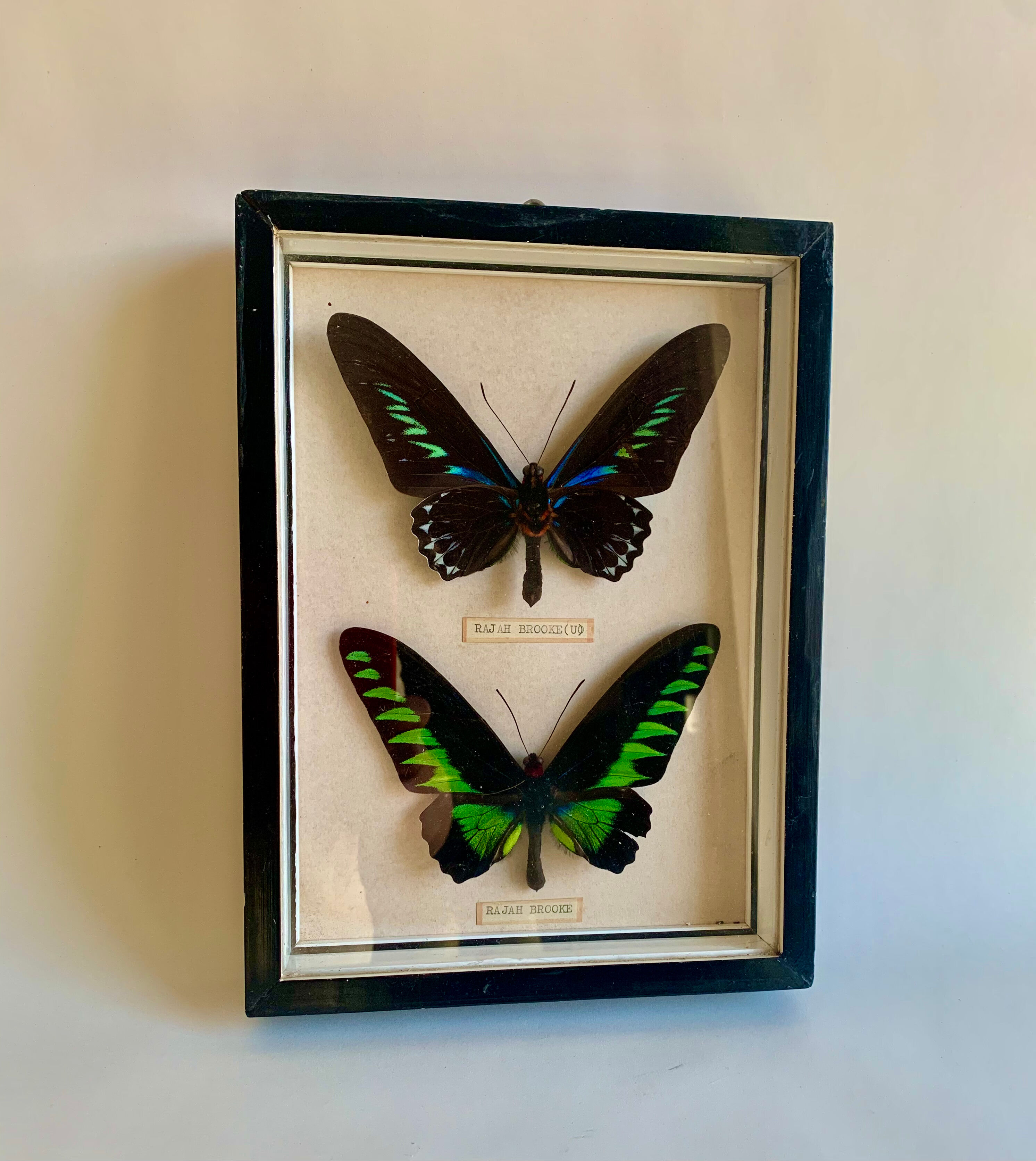 Framed Butterfly, 1960s