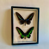 Framed Butterfly, 1960s