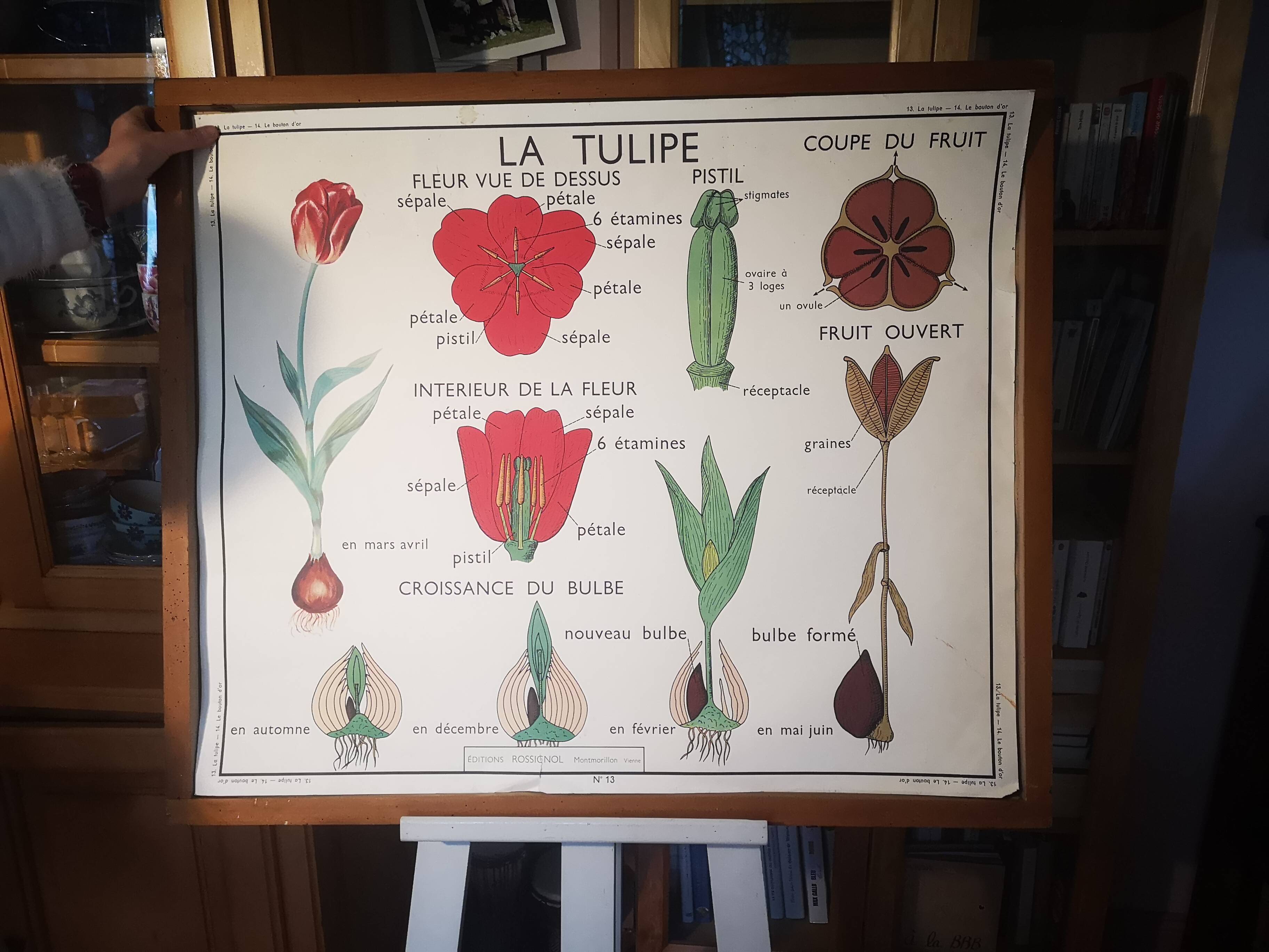 Large Botanical Nightingale Poster