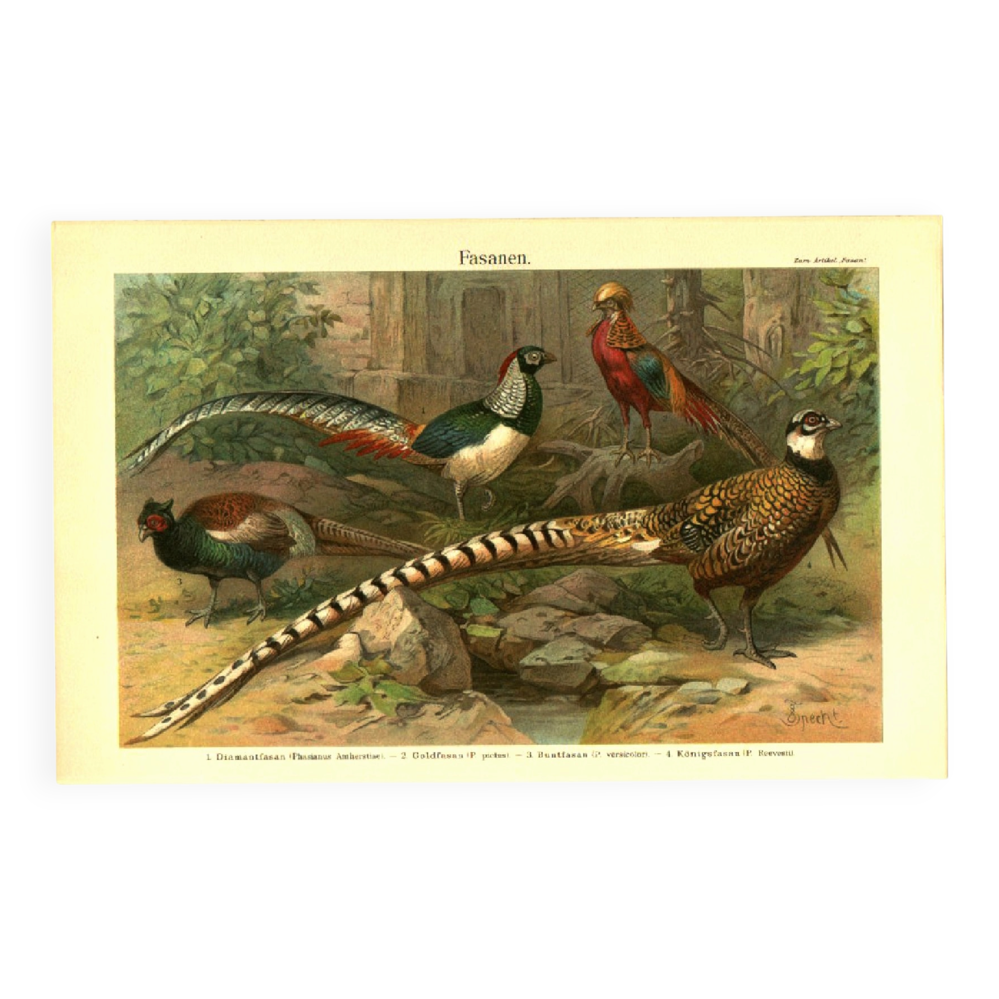Old engraving from 1904 - Pheasants & Gallinaceous birds. Plate of wild birds.