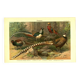 Old engraving from 1904 - Pheasants & Gallinaceous birds. Plate of wild birds.